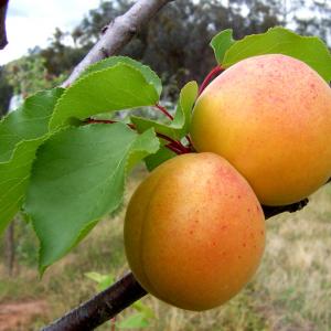 Katy Apricot