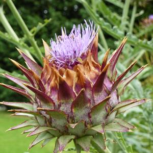 Globe Artichokes