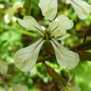 Arugula