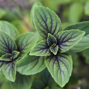 African Basil