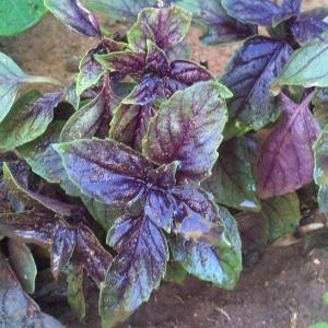 Purple Basil