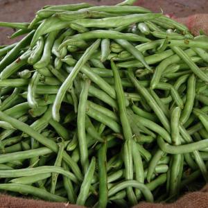 Bush Beans