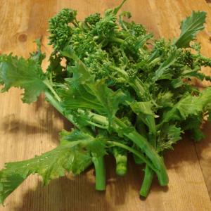 Broccoli Rabe Credit: C. Bertel