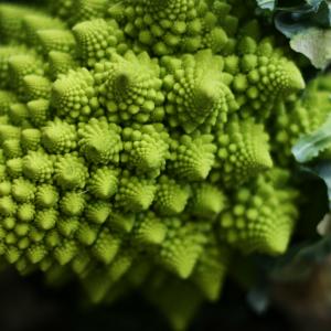 Romanesco Broccoli