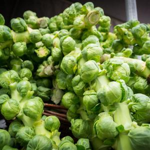 Brussel Sprouts