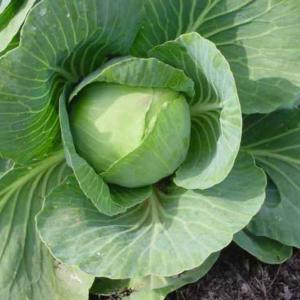 Cabbage, Copenhagen Market Early