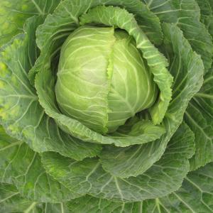 Cabbage, Standard Cabbage