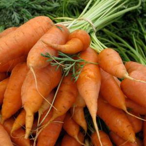 Little Finger Carrots
