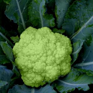 Brocoverde Cauliflower