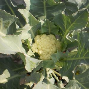 White Cauliflower