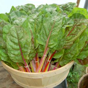 Chard, Swiss Chard