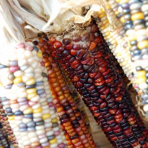 Standard Navajo Red Corn Credit: Steve Snodgrass