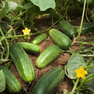 Cucumbers, Field Cucumbers