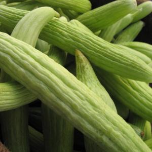 Armenian Cucumbers