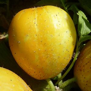 Lemon Cucumbers