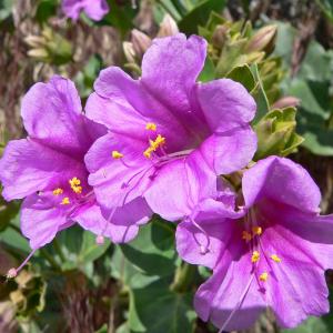 Mirabilis Multiflora