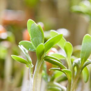 Garden Cress