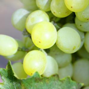 Thompson Seedless Grape