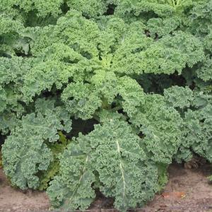 Kale