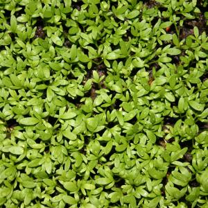 Land Cress