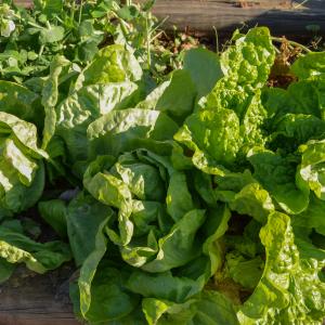 Lettuce, Buttercrunch Credit: Mark Levisay