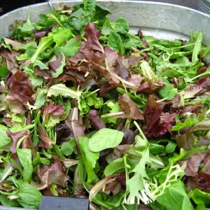 Lettuce, Mesclun Mix Credit: Rudi Riet