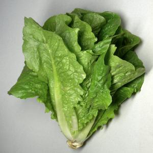 Lettuce, Romaine