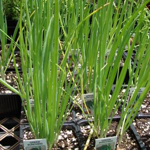 Bunching Onion