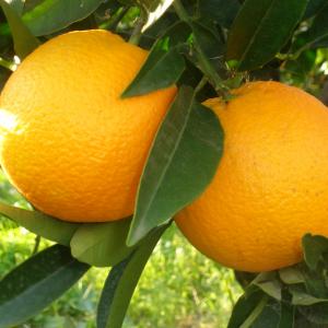 Oranges, Valencia