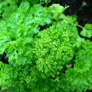 Parsley