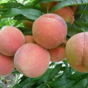 Florida Prince Peach