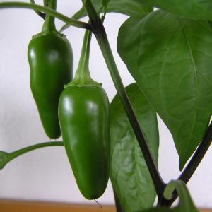 Peppers, Jalapeno Peppers