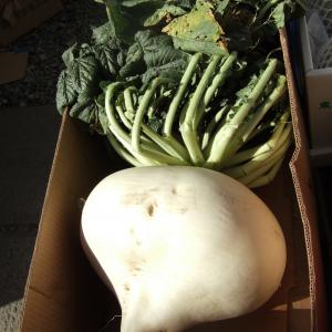 Radish, Daikon Giant