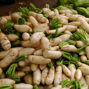 Radish, Daikon