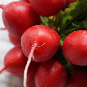 Radish, Early Scarlett Globe