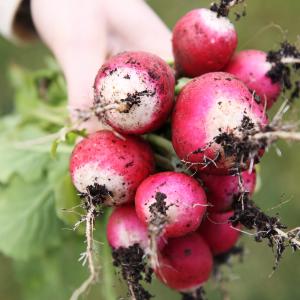 Radish, National