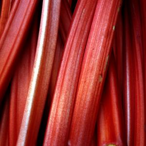 Rhubarb