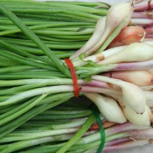 Onion, Scallion