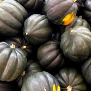 Acorn Squash