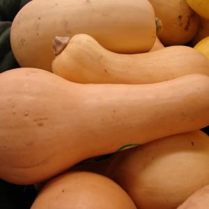 Butternut Squash