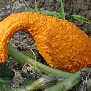 Crookneck Squash