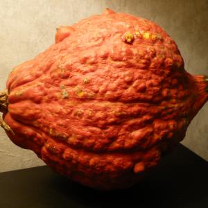 Hubbard Squash