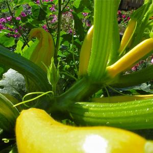 Straightneck Squash