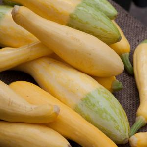 Summer Squash