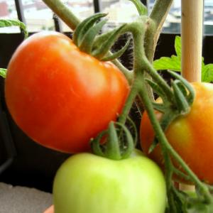 Tomatoes, Early Girl Credit: Stacy Spensley