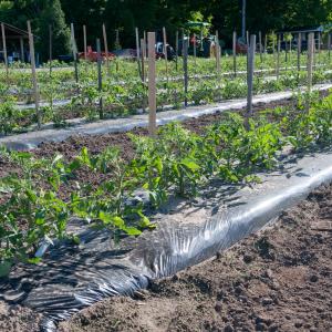 Tomatoes, Field Tomatoes