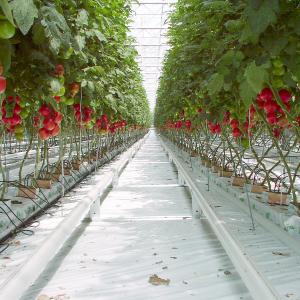 Tomatoes, Greenhouse